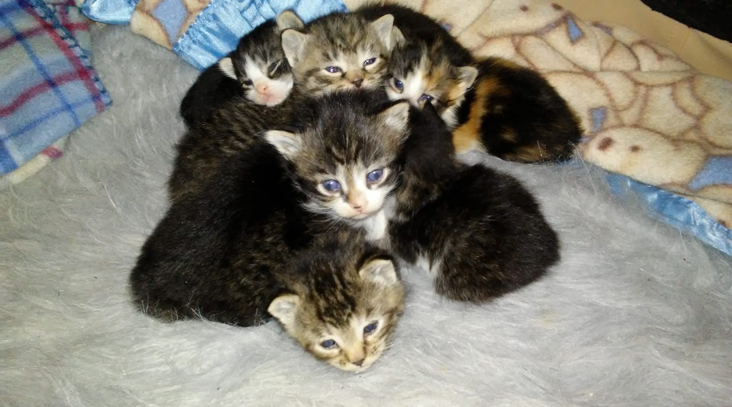 Humane Society Kitten